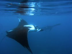 Our best local manta site here off Punta Mita, Mexico. Sh... by Tyania Diffin 